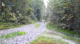 Russia: Six Wolf Pups Obediently Follow Mum Along Forest Trail In Rare Footage