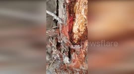 Spain: Murcia's Persistent Drought Weakens Forests, Making Them Prey to Pests and Diseases