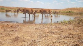 Russia: Wolves, Vultures And Antelopes Drink From The Same Pond