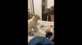 Angry cat pounces at boy intimidating its meows