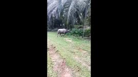 Buffalo chases resident but forgets he is tied to tree
