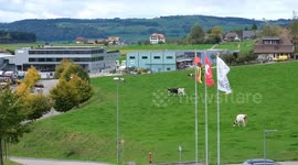 Swiss food giant vows to continue investment in China