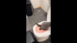 Cat uses toilet and attempts to cover in Nijmegen, Netherlands