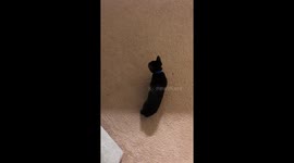 Brother and Sister cats reunite for the first time at our house after adopting them separately