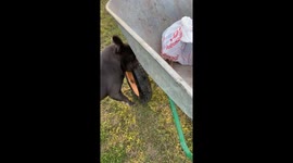 Dog Bites Cart's Wheel