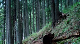 Romania: Adorable Bear Cubs Spend Time Playing Together And Exploring Forest Surroundings