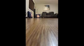 Hedgehog Speeds Across Floor