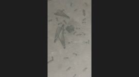 I stumbled on these termites getting out from a concrete floor.