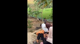 Person falls from broken paw paw tree in Indonesia