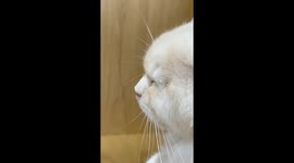 A Cat Blows a Snot Bubble