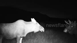 Russia: Romantic Elk Couple 'Baby Talk' Each Other And Rub Noses After Meeting For The First Time