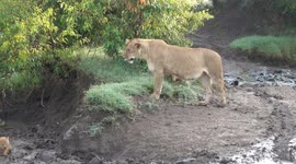 One month old lion cub is afraid to come down a hill