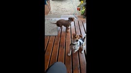 My neighbour's dog... 2km away.