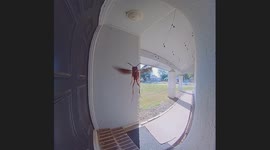 Demon wasp? Texas-sized wasp sounds like a didgeridoo on Ring Cam
