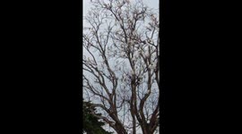 Beautiful Birds form the 