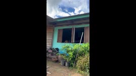 Pet dog enjoys view outside home's window