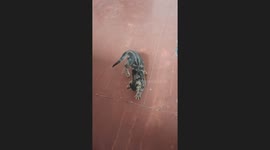 Кот прячет хлеб