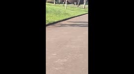 Mother capybara and her babies cross a restricted area at Itaipu Hydroelectric Power Plant