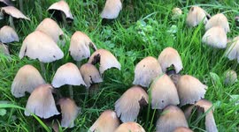 Oyster Mushrooms in season in abundance growing by a tree stump