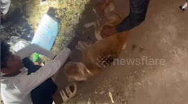 Social organisation treatment a street dog back is completely rotten and has been eaten away by insects in Shahdol, Madhya Pradesh