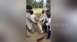 Social organisation treatment a cow first aid jaw injured by Vehicle in Shahdol, Madhya Pradesh