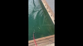 Attempting to club a fish while fishing