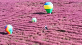 China: Pink Grass Tour in Yangzhou