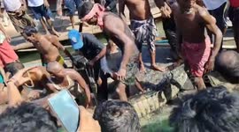 Fishermen catch crocodile that was terrorising locals in eastern India