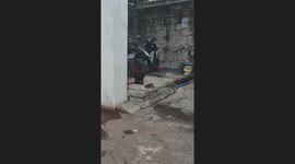 Pet cat looks on as rat steals his food