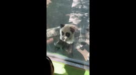 Man in Chinese zoo discovers panda-like dog mistaken for panda