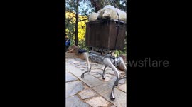 Tourists amazed as China uses robot dog to transport waste from mountain hotspot