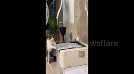 Curious cat perplexed by printer as it sucks in paper