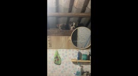 Pet dogs peek over bathroom wall to watch owner shower