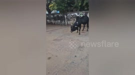 Social organisation removed a tin box got stuck in the mouth of a Cow in Shahdol, Madhya Pradesh