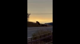 Sunrise Elk Spar On Roadside