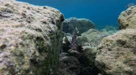 Lionfish filmed while snorkelling in the crystal clear waters off the Island of Tilos Greece