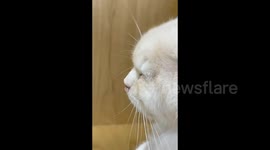 China: A Cat Blows a Snot Bubble