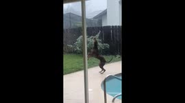 Doberman Makes the Most of Hurricane Helene