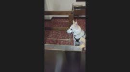 10 month old Husky pup is crunching and enjoying her crisps at the bar 