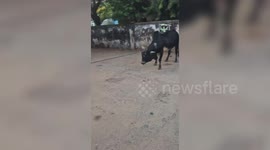 Bull with tin can stuck in mouth rescued after intense struggle in central India