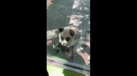 Zoo visitors delighted with panda dog in China