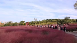 China: Tourists Play in A Pink Grass Park in Zaozhuan