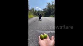 Gibbon delights internet with its drunk human walking style