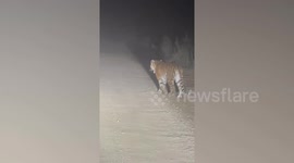 Russia: Driver Gives Way For Tigress And Her Three Little Cubs As They Cross Dirt Road
