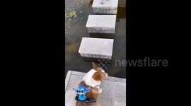China: A Corgi Fell into the River Because of Its Short Legs