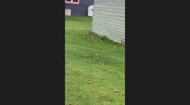 Muskrat Doesn't Like Being Mislabeled