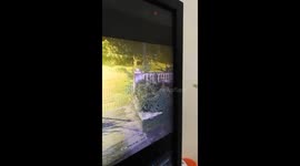 Owner shock when her cat get caught by the tiger