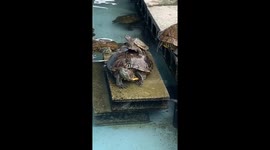 Small turtle rides on friend's back at zoo in Japan