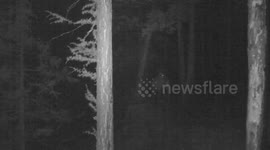 Russia: Doe Bots In Fear After Hearing Noise During Night In Forest That Turns Out To Be Another Doe