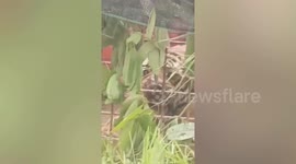 Man-eating tiger that killed two men is caught and caged in Malaysia